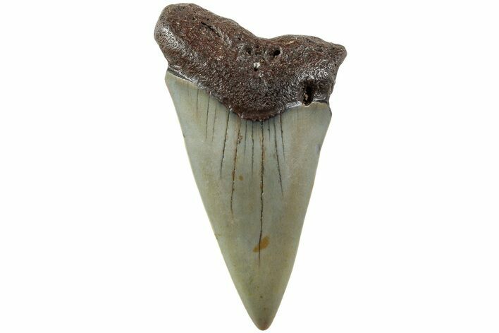 Fossil Broad-Toothed Mako Shark Tooth - North Carolina #235231